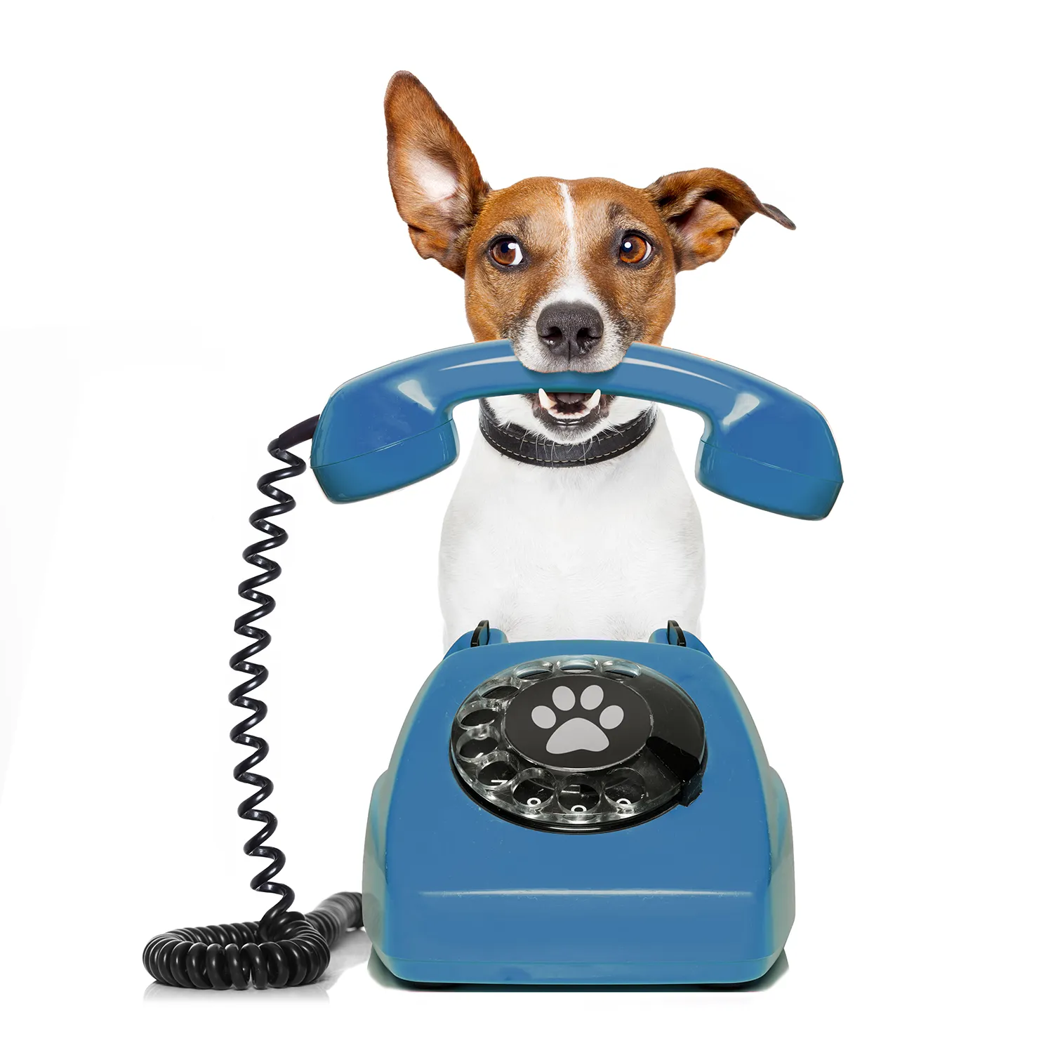 Jack Russell dog holding a blue rotary phone, playfully staring with one ear perked up